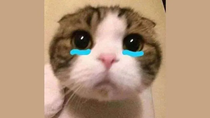1001+ Meme Mèo Hài Hước Bựa Cute 2026 - Tải Ngay!