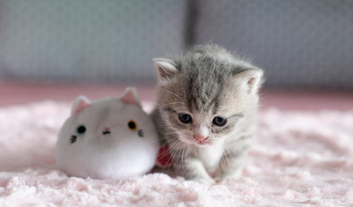 Top 200+ ảnh mèo siêu cute, đáng yêu, ngầu nhất 2025