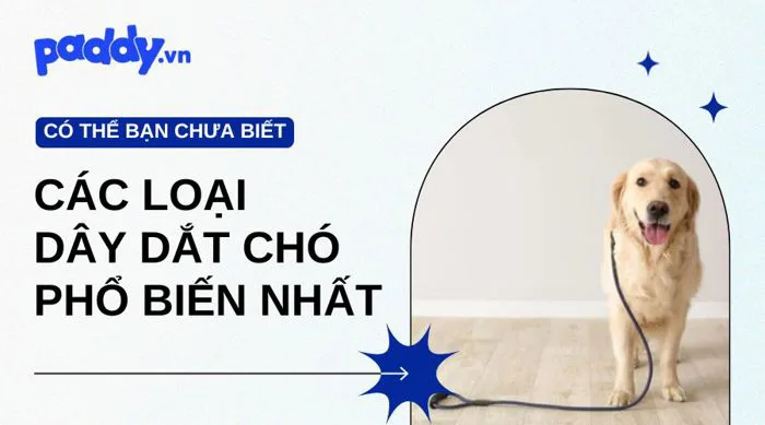 Các Loại Dây Dắt Chó Phổ Biến Nhất | Paddy.vn