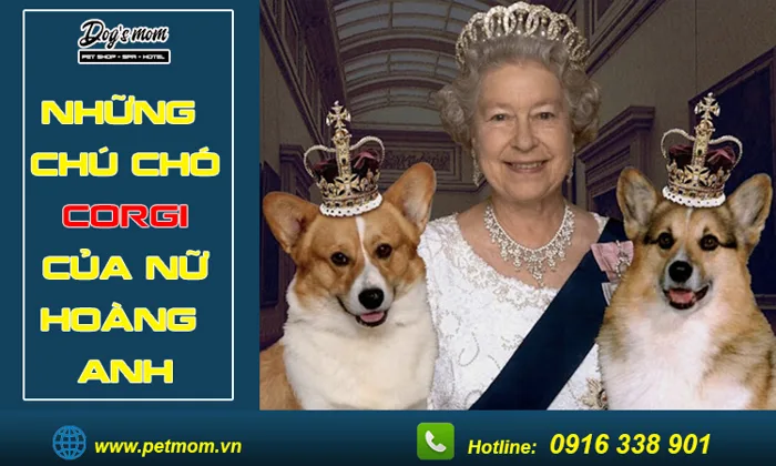 Những chú Chó Corgi của Nữ Hoàng Anh là Dookie, Susan - Dogsmom