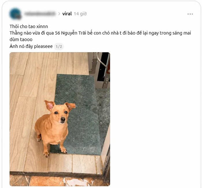 Sau một đêm 'đi bão', nhiều nhà mất chó mèo vì bị người lạ tự ý bế thú cưng  đi rồi không trả lại?