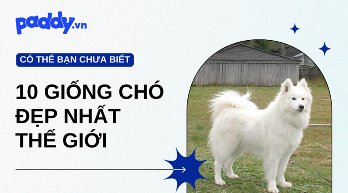 Top 10 Giống Chó Đẹp Nhất Thế Giới | Paddy.vn