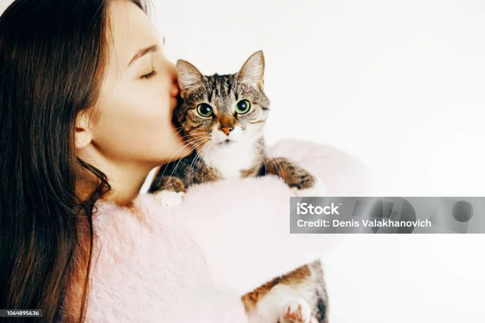 Cô Gái Hôn Một Con Mèo Xinh Đẹp Cô Gái Xinh Đẹp Ôm Một Con Mèo Cô Gái Cầm  Một Con Mèo Hình Ảnh Nhẹ Nhàng Của Một Con Mèo Xinh Đẹp