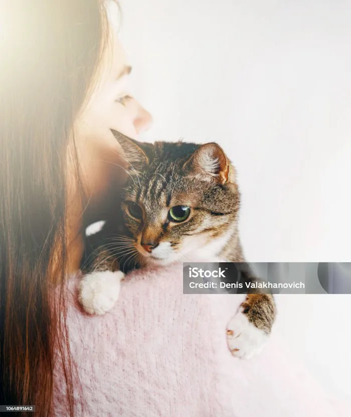 Cô Gái Xinh Đẹp Ôm Một Con Mèo Cô Gái Cầm Một Con Mèo Xinh Đẹp Hình Ảnh Dịu  Dàng Của Một Con Mèo Và Cô Gái Cô Gái Trong Một Chiếc