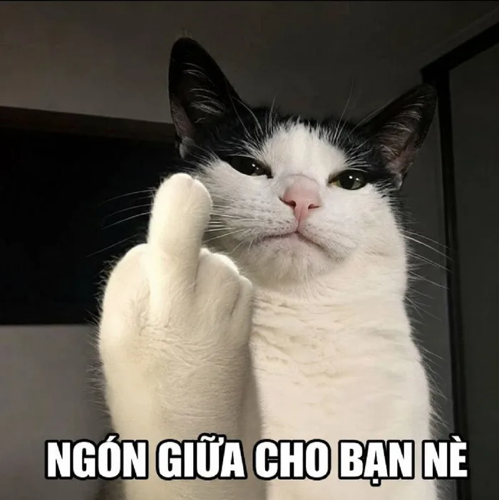 223+ Ngón Giữa meme fuck you ảnh chế bựa cười té nách