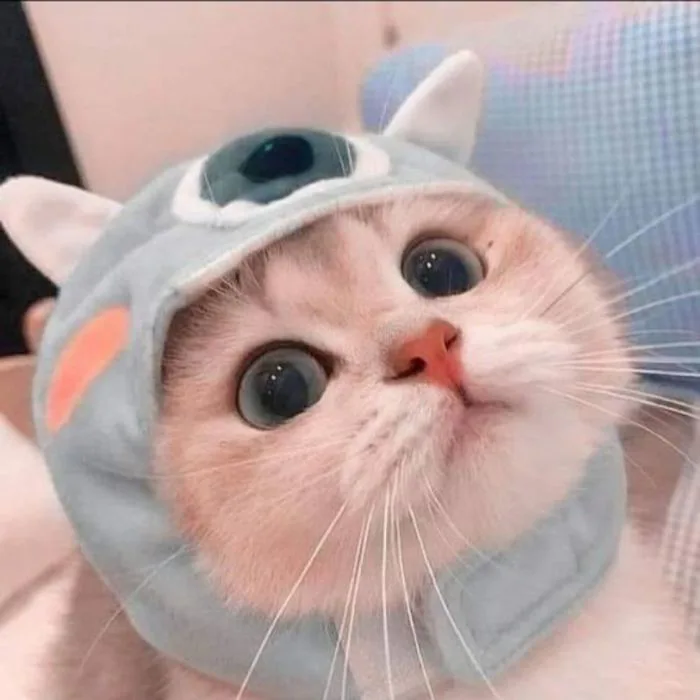 99+ Avatar ảnh mèo cute, đáng yêu, ngộ nghĩnh siêu hot