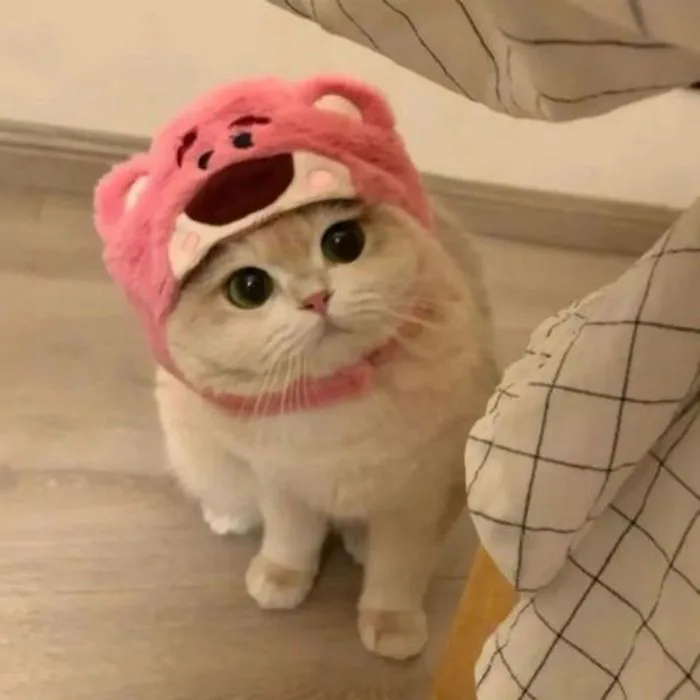99+ Avatar ảnh mèo cute, đáng yêu, ngộ nghĩnh siêu hot