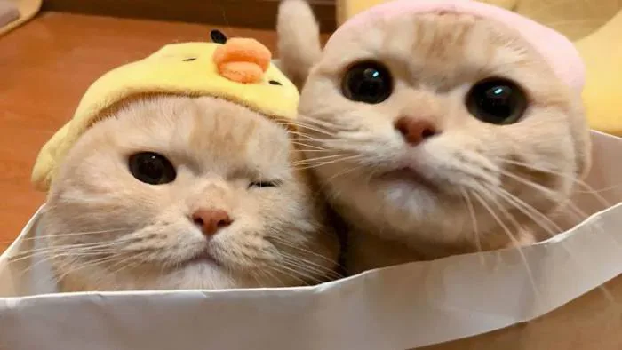 199+ meme ảnh mèo cute trái tim, ngầu, dễ thương