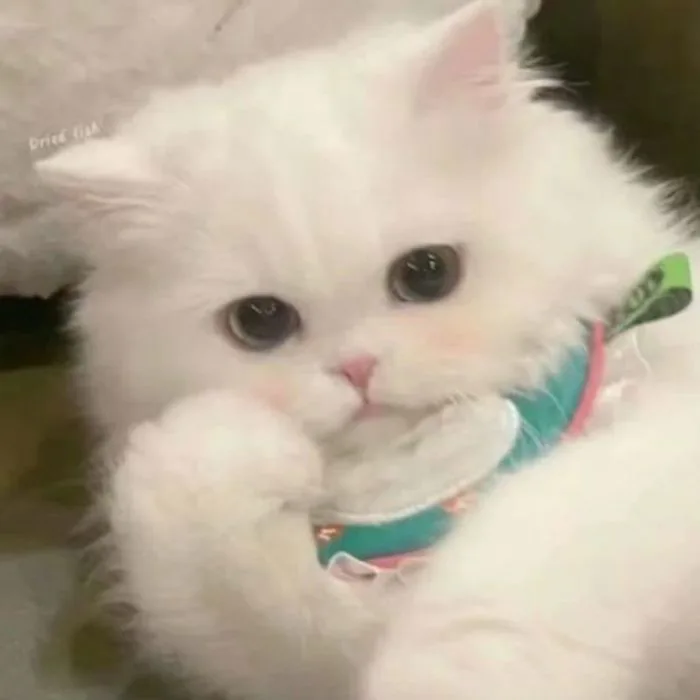 99+ Avatar ảnh mèo cute, đáng yêu, ngộ nghĩnh siêu hot