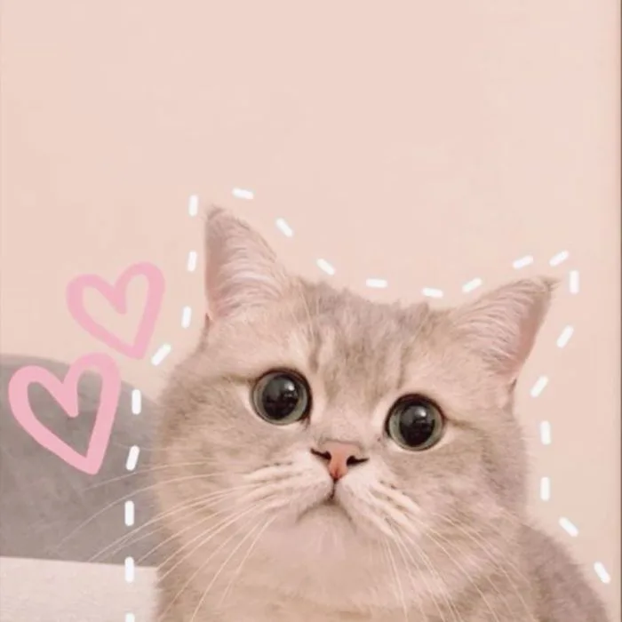 99+ Avatar ảnh mèo cute, đáng yêu, ngộ nghĩnh siêu hot