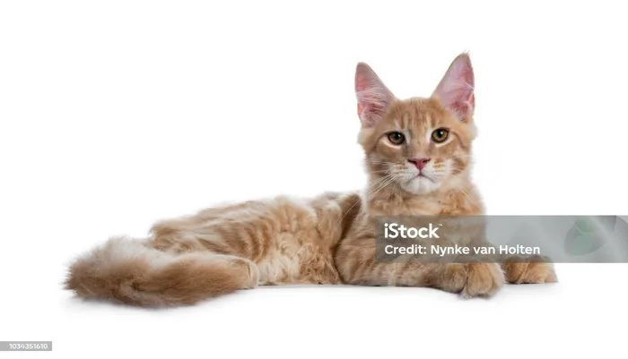Đẹp Trai Crème Maine Coon Mèo Con Mèo Con Cậu Bé Với Cái Nhìn Tức Giận Nằm  Xuống Bên Cạnh Nhìn Thẳng Trong Máy Ảnh Bị Cô Lập Trên Nền Trắng Hình