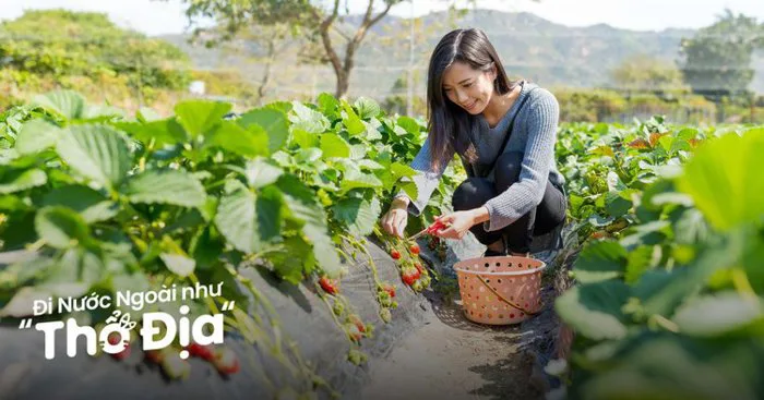 12 Vườn Dâu Đà Lạt Nổi Tiếng Khiến Hội Xê Dịch Mê Mẩn - Klook Blog