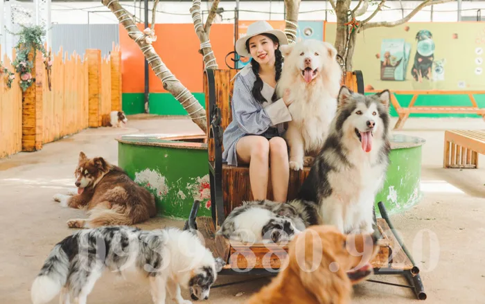 Trang Trại Cún Puppy Farm Đà Lạt: Thiên Đường Cho Những Người Yêu Thương  Cún -