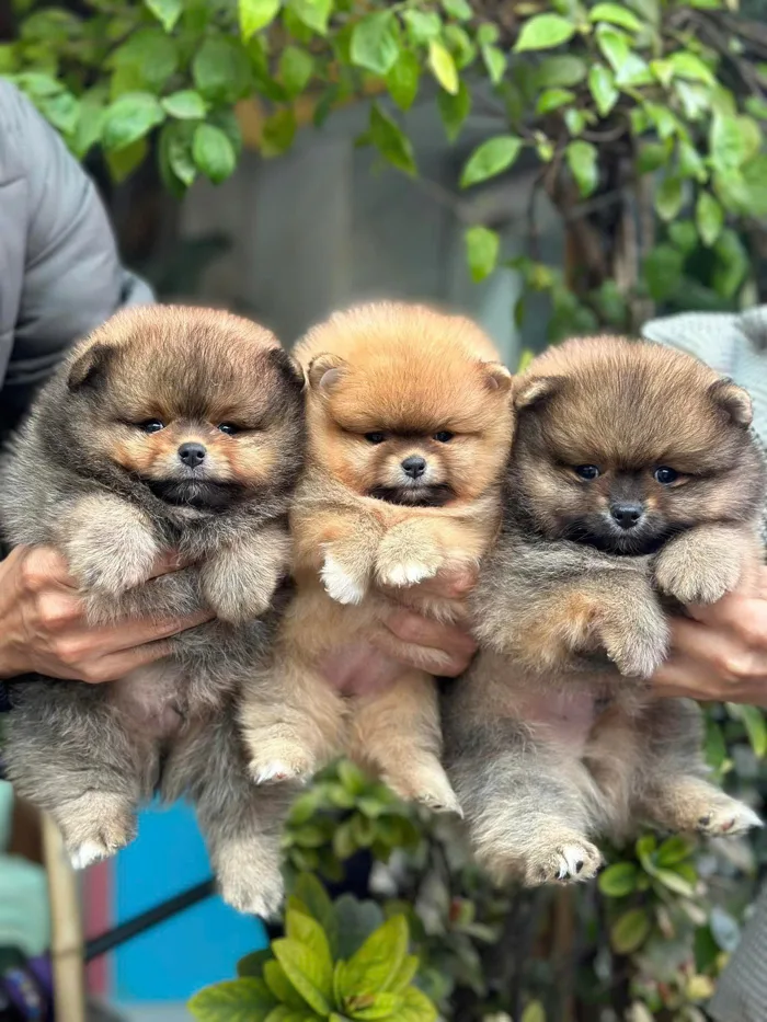 Pet Shop Chó Cảnh Tam Kỳ – Địa Chỉ Mua Bán Chó Cảnh Uy Tín Tại Tam Kỳ