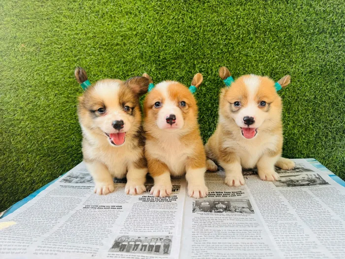 Chó Corgi đà Nẵng