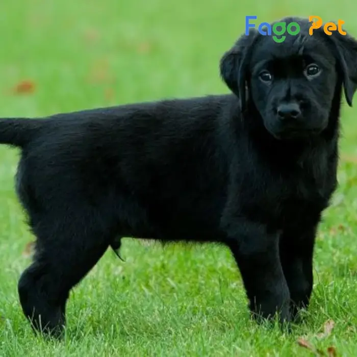 Bán Chó Golden Đen Đẹp, Khỏe Mạnh Tại Fago Pet