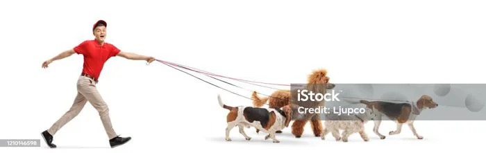 Chàng Trai Dắt Chó Đi Dạo Bốn Hình ảnh Sẵn có - Tải xuống Hình ảnh Ngay bây  giờ - Chó, Pet Sitter, Kéo - Tiến tới - iStock
