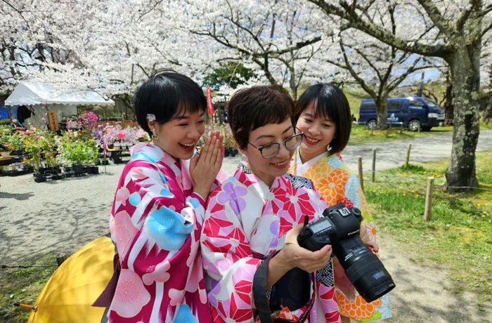 Khách Việt trải nghiệm mặc kimono ngắm hoa anh đào ở Nhật Bản - Báo Người  Lao Động