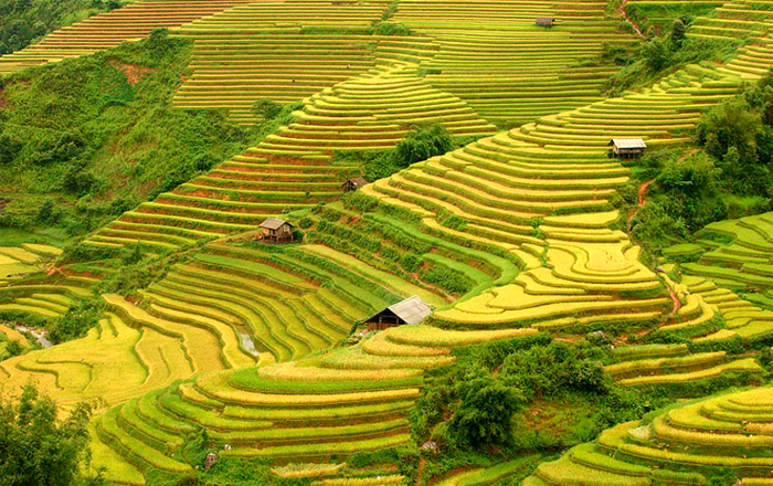 Vẻ đẹp du lịch Tây Bắc mùa lúa chín "hút hồn" bao du khách